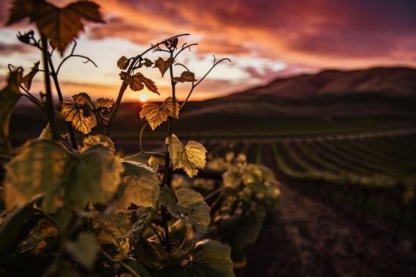 Viñedos con montañas